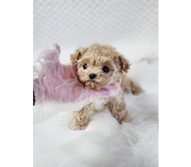 푸들 분양합니다